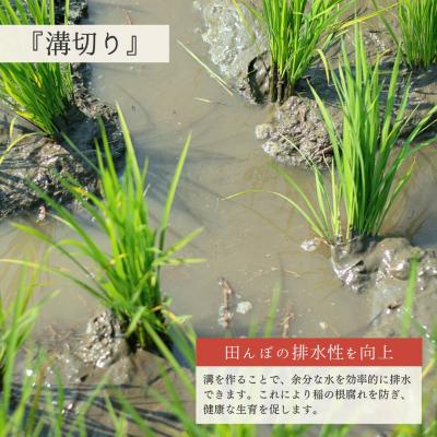 ふるさと納税 三条市 新潟県産こしいぶき 10kg 【032S041】 |  | 03