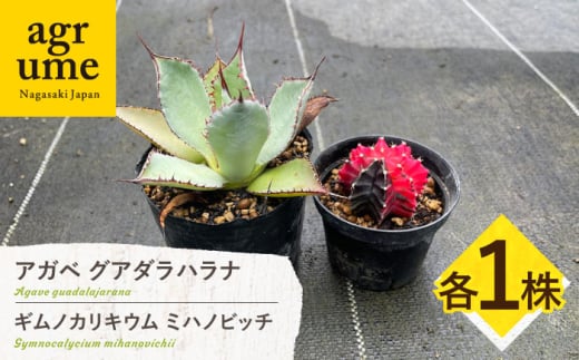 ギムノカリキウム ミハノビッチ ＆ アガベ グアダラハラナ 各1株 Gymnocalycium mihanovichii & Agave guadalajarana 長与町/アグリューム [EAI242]