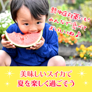 【7月以降発送 】 スイカ 王国 熊本 ！ 小玉 すいか 1玉 熊本県産 果物  西瓜 フルーツ | フルーツ 果物 くだもの すいか スイカ 熊本県 玉名市