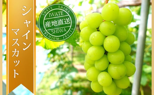 ＼先行予約／【数量限定】岩手県産 ぶどう シャインマスカット 約1kg (AR032) 9月下旬発送開始 紫波町産 贈答品 ギフト フルーツ 葡萄 ブドウ 2房 高品質 完熟 甘い 新鮮 産地直送