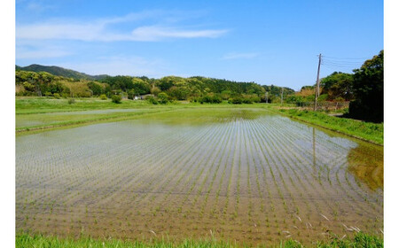 【令和5年産】川名一将さんちの長狭米　コシヒカリ12kg【玄米】 [0017-0003]