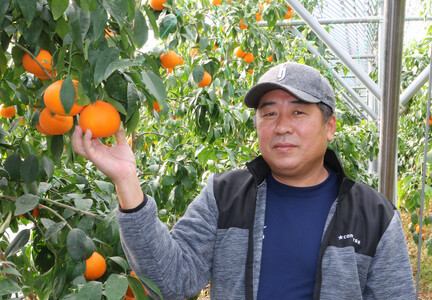 【先行予約】Madonna（愛媛果試第28号）約5㎏【Mサイズ】家庭用｜あいか 紅まどんなと同品種