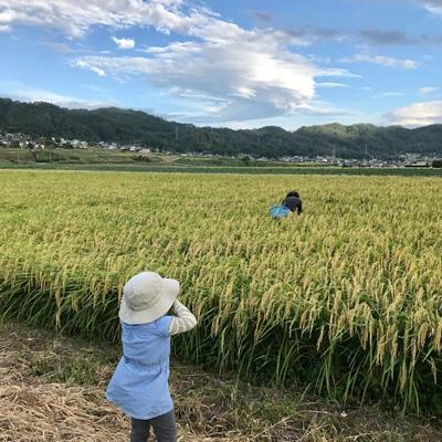 ふるさと納税 池田町 生命力溢れる健やか米!栽培期間中農薬・化学肥料不使用　はぜ掛け(天日干し)　コシヒカリ　玄米　5kg |  | 02