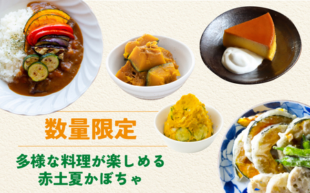 【先行予約】奥能登 穴水産 「赤土 夏かぼちゃ」約10kg(約4~7個)【2026年8月頃より順次発送】|  南瓜 カボチャ 甘い