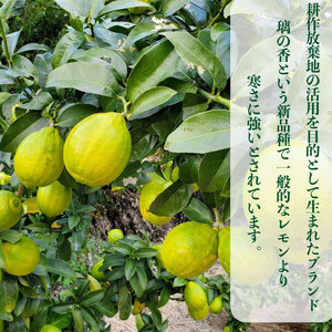 【先行予約 国産 レモン】 2.5kg れもん 檸檬 タタラ商店 
