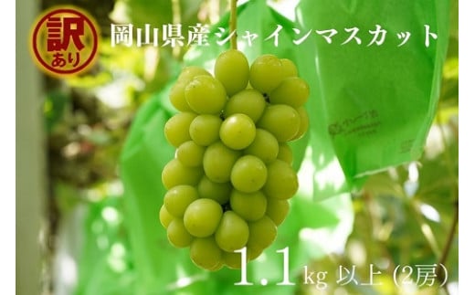 KGF-14.岡山県産 【訳あり】 シャインマスカット　1.1㎏以上　2房　産地直送　朝採れ