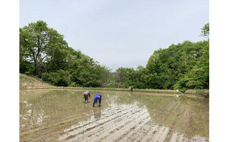 米 こしひかり 5kg ( 令和7年産 ) ファームトヤ 沖縄県への配送不可 2025年10月上旬頃から順次発送予定 コシヒカリ 白米 精米 お米 信州 17500円 予約 農家直送 長野県 飯綱町 