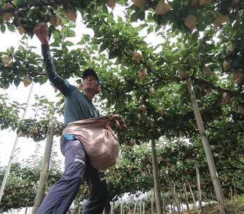 【期間限定】新興 3kg 三ツ田農園 ※10月上旬～10月下旬頃に順次発送予定 梨 なし 新興 しんこう 果物 くだもの フルーツ 甘い バランス みずみずしい 赤梨 大玉 鳥取県 湯梨浜町 名産 特