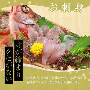 小泊港水揚げ 津軽海峡メバル 姿3尾 ※下処理済み 【卓立水産】 F6N-020