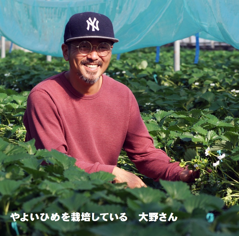 【先行予約】厳選いちご食べ比べ 250ｇ×4パック「やよいひめ」＆「さちのか」苺大野屋<1.2-12>果物 くだもの フルーツ 宮崎県西都市