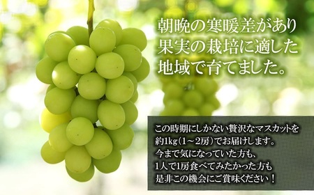 【令和6年産先行予約】鶴岡市産 シャインマスカット 約1kg(1～2房) JA庄内たがわ　A15-602