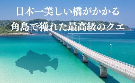 天然 クエ 鍋セット 600g 冷凍 クエ EY006
