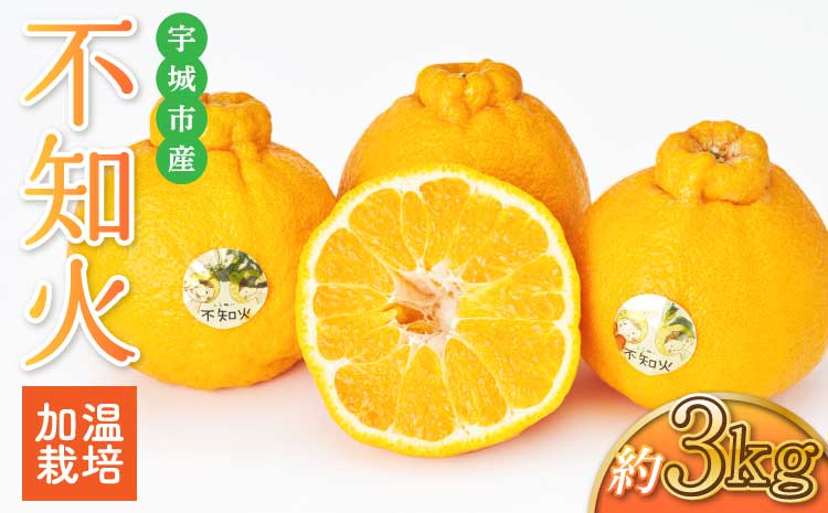先行予約  加温栽培 不知火 約3kg（約7玉～10玉） 2026年12月上旬から中旬発送予定 しらぬい 蜜柑 国産 熊本県産 九州産 宇城市産 坂下園