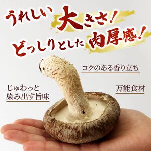 生 しいたけ 約1kg 前田きのこ園 椎茸 シイタケ 肉厚 ジューシー きのこ 茸 キノコ 温室栽培 手作業 旨味 たっぷり 香り 冷凍保存で旨味アップ 人気 野菜 静岡県 藤枝市