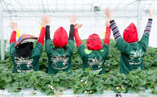 【ふるさと納税】 冷凍 いちご  1キロ 冷凍品 アイス 夏 苺 イチゴ ストロベリー 果物 スイーツ おやつ 冷たい 食品 ギフト  ふるさと納税 ふるさと 人気 おすすめ 送料無料 兵庫県 三田市