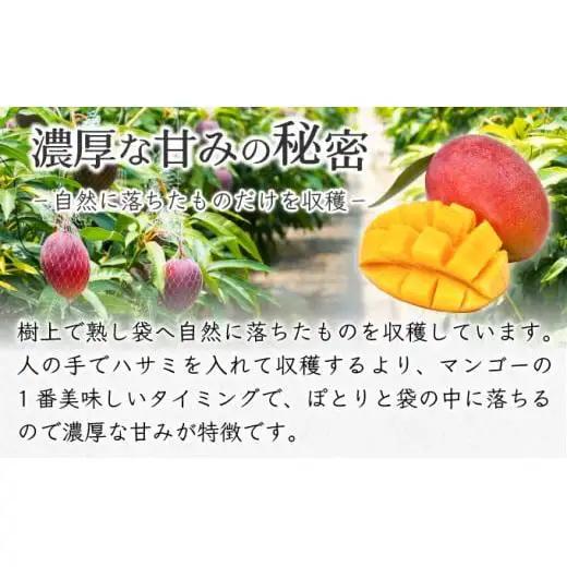 マンゴーアイス 6個（1個 60g）　PI-1