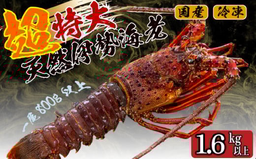 超特大 伊勢海老 1.6kg 以上 2尾 冷凍 ( 超特大サイズ 急速冷凍 えび エビ 高級 鮮魚 海鮮 魚介 刺身 焼き物 汁物 ギフト 贈答 贈り物 祝い 歳暮 中元 ) IKY058