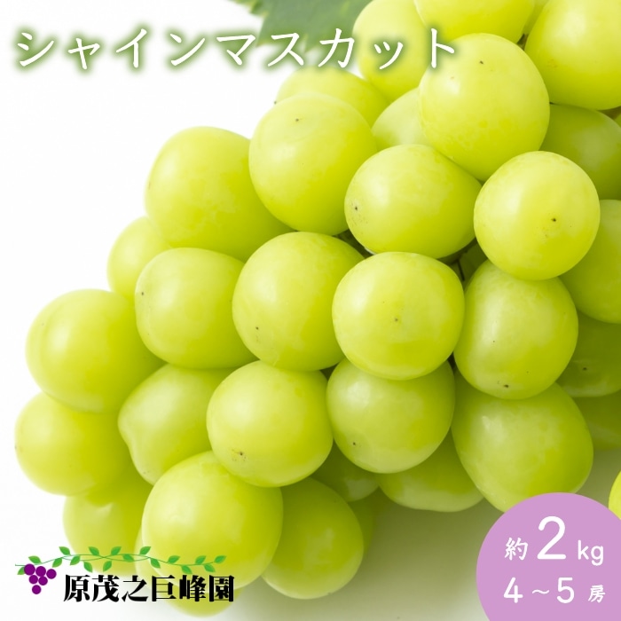 【先行予約】原茂之巨峰園 シャインマスカット 4から5房 (約2kg) 8月20日から9月23日出荷予定