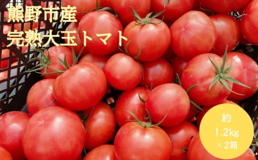 【2025年12月以降配送】熊野薬草園の大玉トマト（1.2㎏×2箱） トマト 大玉トマト 熊野 予約受付