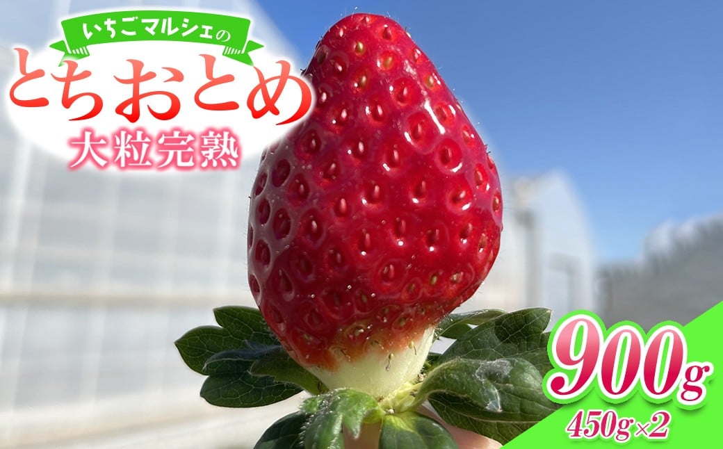
                  K1854【先行予約】＜2026年1月～3月にお届け＞いちごマルシェの大粒完熟とちおとめ900g(450g×2トレー)
                