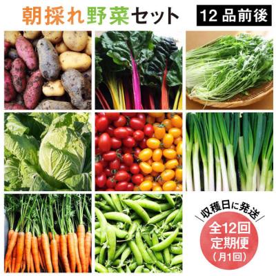 ふるさと納税 糸島市 【全12回定期便】【糸島産】 朝採れ野菜 セット(12品 前後) [AGE026]