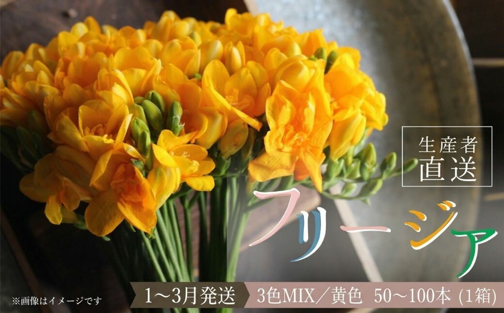 【ふるさと納税】【先行予約】香り華やぐ フリージア　黄色 or 3色セット / 生産者直送 直送 生花 切り花 花 はな 春 先行予約 予約 50本 100本 茨城県 利根町