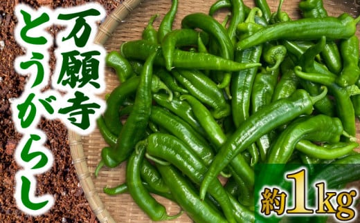 万願寺とうがらし 1kg 野菜 夏野菜 京野菜 産地 直送 伝統 とうがらし 特産品 地場野菜 唐辛子 万願寺唐辛子 旬 揚げ物 炒め物  井手町 京都