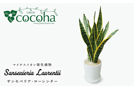 サンセベリア ・ ローレンチー 糸島市 / cocoha [AWB003] 観葉植物 観葉植物 観葉植物 観葉植物 観葉植物 観葉植物 観葉植物 