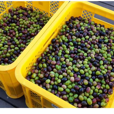 ふるさと納税 小豆島町 ジェイさんのオリーブオイル　エキストラバージン【ルッカ種】2025年収穫　105g　小豆島産　 |  | 03