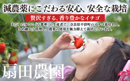 いちご 平群の古都華 4L ～ 5L サイズ 2パック 扇田農園 | 果物 くだもの フルーツ 苺 イチゴ いちご ストロベリー 古都華 ことか 旬の品種 フードロス 産地直送 奈良県 平群町