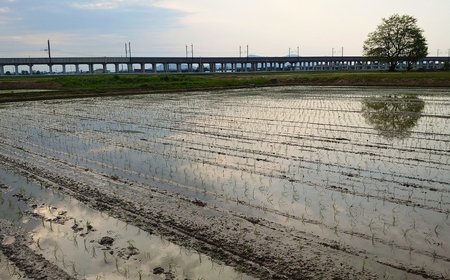 すのこタン。米 2kg 新潟県三条市産 コシヒカリ 非BLコシヒカリ 令和7年産 数量限定