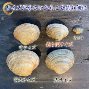 岬だより 天然大あさり釣り餌用 6個入り×4袋セット [配送不可地域：離島]