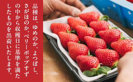 【期間・数量限定】ひなたいちご園【ひなた姫】いちご 500g（250g×2P） 苺 旬 フルーツ