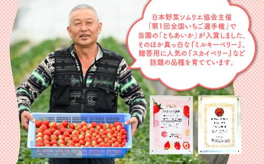 【先行予約】いちご とちあいかセット 270g×2パック（540g以上）｜いちご イチゴ 苺 先行予約 栃木県 果物 くだもの フルーツ とちあいか 新鮮 贈答 ギフト ※2027年1月～発送