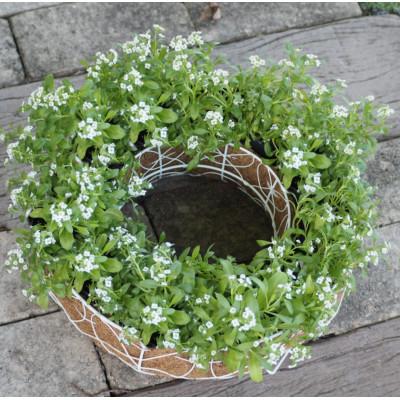 ふるさと納税 朝倉市 アリッサムのサークルハンキング(直径35cm)