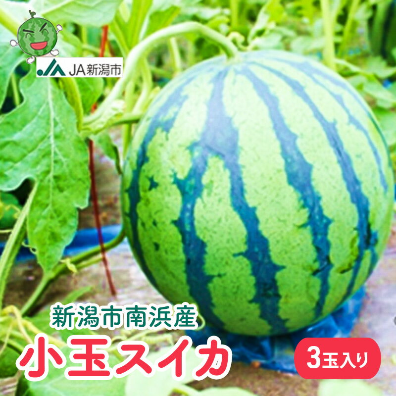【ふるさと納税】新潟市南浜産　小玉スイカ　3玉入 果物類 夏フルーツ 　お届け：2026年8月上旬～下旬