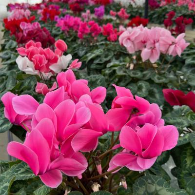 ふるさと納税 花巻市 花巻温泉バラ園で育った「シクラメン」5号鉢 <2026年11月より順次発送>