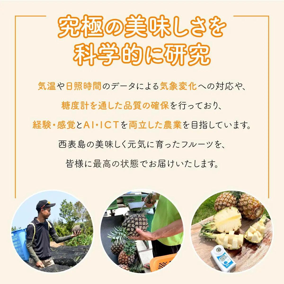 【2027年 先行予約】アップルマンゴー 約700g 