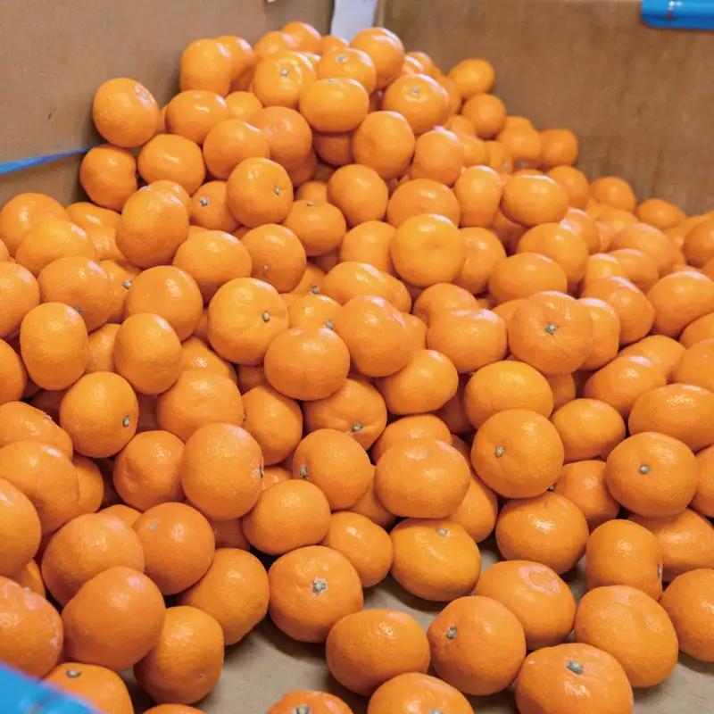 こだわりの和歌山県産 有田みかん 3kg（S～Lサイズおまかせ） ひとつひとつ手選別で厳選！生産者から直送 【2026年11月下旬～2027年1月中旬ごろに順次発送予定】 | みかん フルーツ 果物 