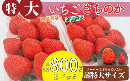 いちご さちのか 大粒 2パック ( 1パック 約400g前後 ) 計約800g前後 ビッグサイズ 特選 朝採れ 産地直送 苺 イチゴ ストロベリー フルーツ 果物 洋菓子 和菓子 スイーツ お菓子 おやつ アイス ケーキ パフェ タルト ゼリー 限定出荷 イチゴ ブランド 大粒 フレッシュ ベリー 甘い おいしい 朝摘み 送料無料 徳島 小松島 【2026年1月より順次発送】