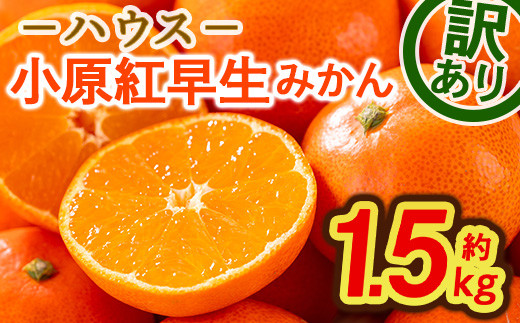 
＜先行予約！2025年6月下旬以降順次発送予定＞ ＜訳あり＞ハウス小原紅早生みかん (約1.5kg)【man181】【Aglio nero】
