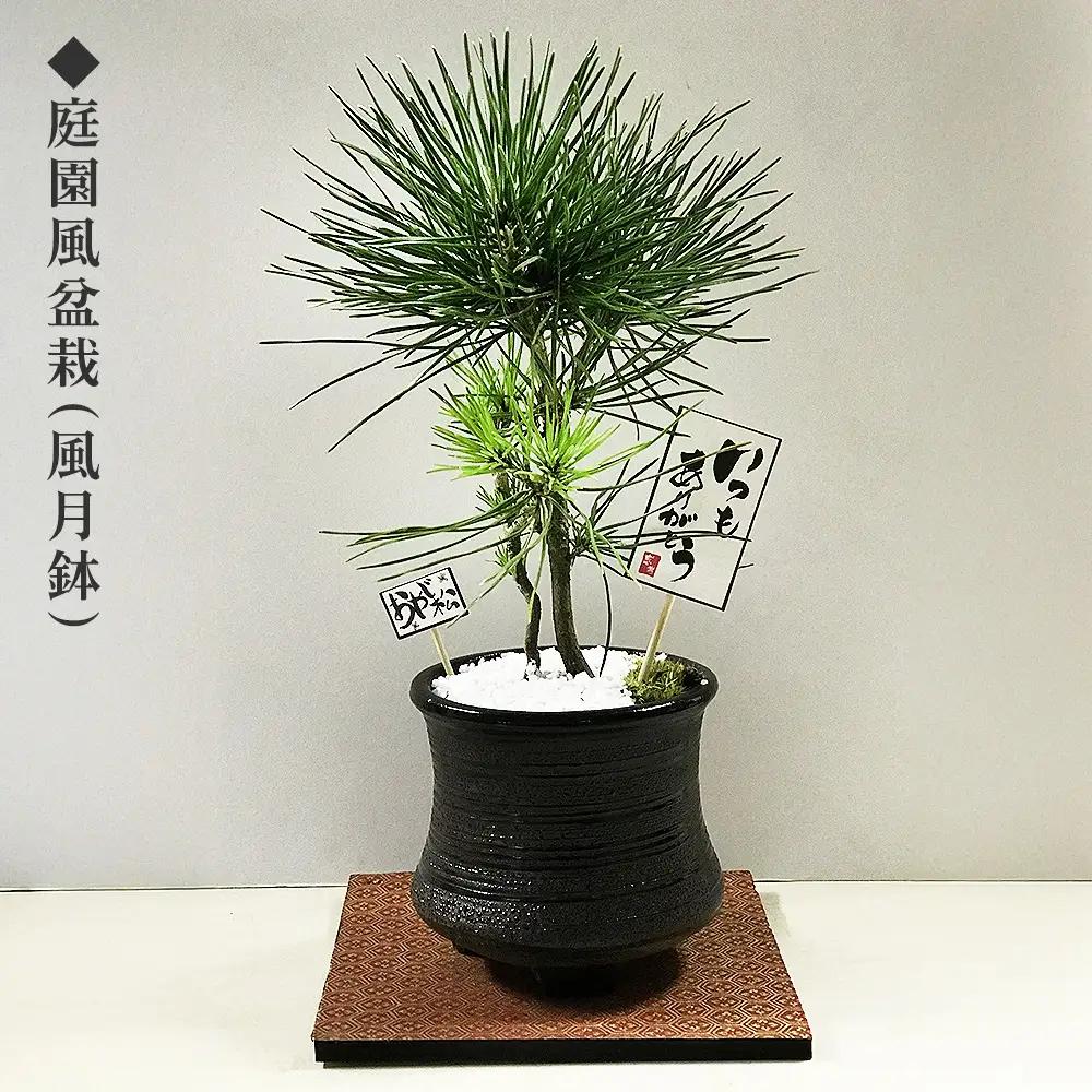 ミニ松 盆栽 ※2026年6月～発送