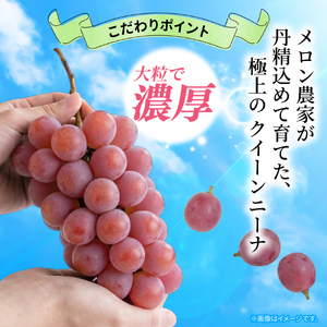 訳あり ブドウ クイーンニーナ 2房 1kg以上 数量限定 種なし ブドウ