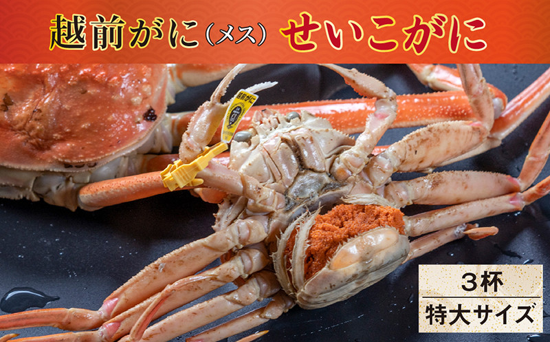 
            【冷蔵発送】越前がに（メス）「せいこがに」 特大サイズ 220g前後 × 3杯
          