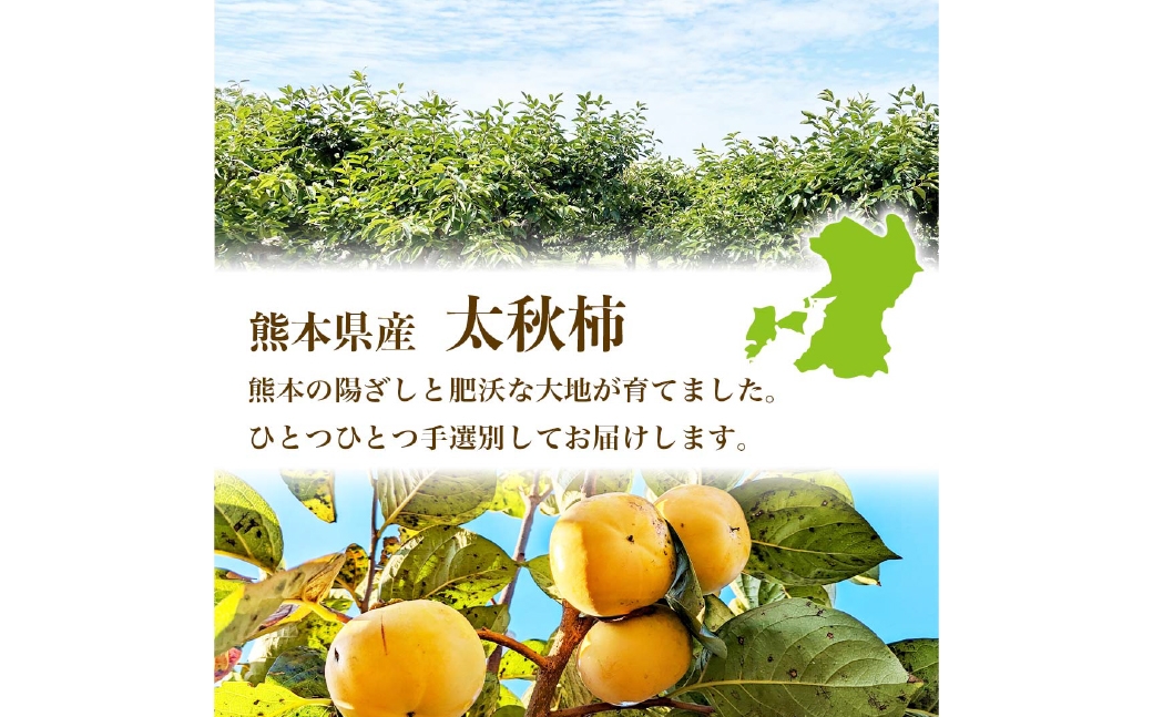 太秋柿約3kg（8～15玉）
