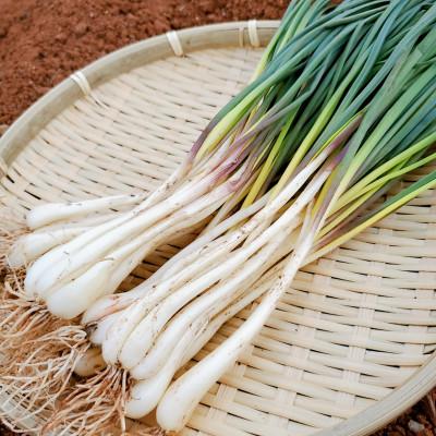 ふるさと納税 久米島町 【2026年1月から順次発送】久米島産の島らっきょう1kg