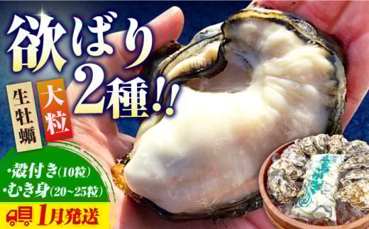 【1月24日（土）着】牡蠣 生食 むき身 殻付き 大粒でぷりっぷり！【生牡蠣】【着日指定可能】かきうちの 牡蠣 むき身 500g＆殻付き 10個 牡蠣 かき カキ むき身 生牡蠣 広島 江田島市/株式会社かきうち[XBK004] 牡蠣 生食 むき身 殻付き 殻付 殻 かき カキ 生牡蠣 広島牡蠣 オイスター カキフライ 魚介類 魚介 貝類 海鮮 広島県産 国産 産地直送 贈答 ギフト 特産品