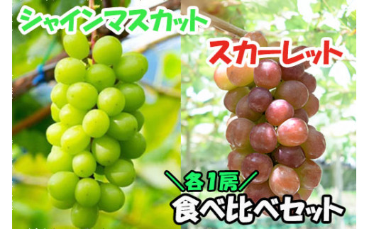 【2025年発送分】赤のスカーレット＆緑のシャインマスカットの食べ比べセット　シャイン マスカット ぶどう ブドウ 葡萄 山梨 やまなし フルーツ 果物 新品種 スカーレット 赤ぶどう 食べ比べ セット