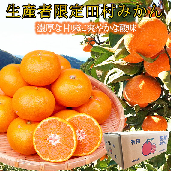 【ふるさと納税】【先行予約】高級ブランド田村みかん 5kg◇ ふるさと納税 みかん｜ 蜜柑 柑橘 果物 フルーツ 糖度 甘い 濃厚 コク ジューシー 先行予約 みかん 国産 産地直送 人気 美浜町