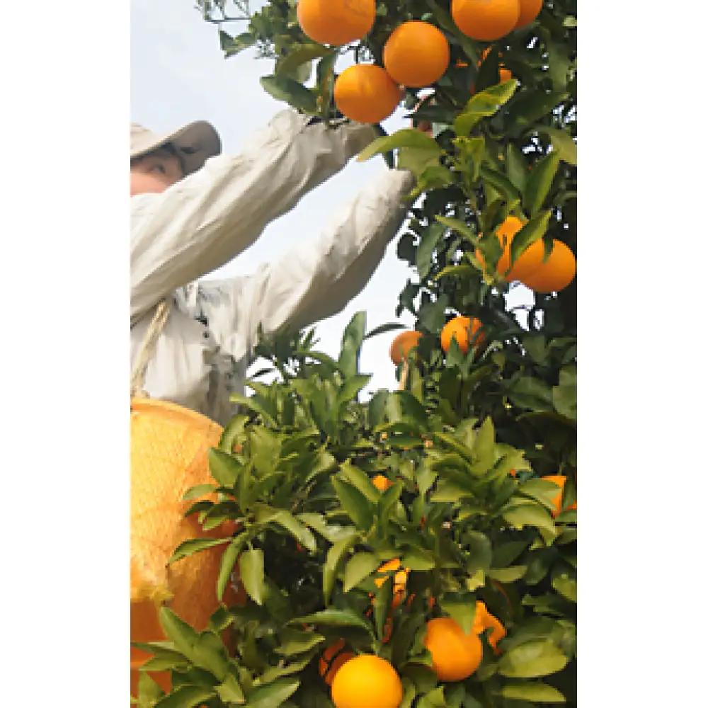 清見オレンジ 約3kg 《2027年3月から出荷予定》期間限定 フルーツ 果物 清見オレンジ みかん